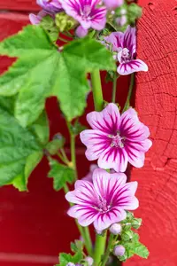 Malva sylvestris 'Zebrina' - P9 - image 5