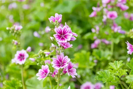 Malva sylvestris 'Zebrina' - P9 - image 3