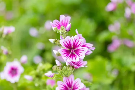 Malva sylvestris 'Zebrina' - P9 - image 4