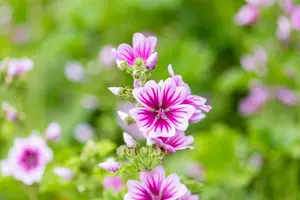 Malva sylvestris 'Zebrina' - P9 - image 4