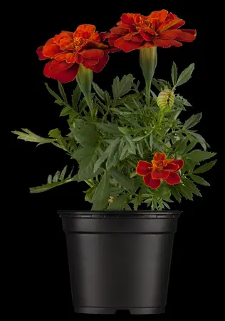 MARIGOLD FRENCH COLOURS 6 pack - image 1