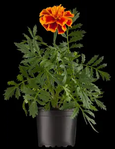 MARIGOLD FRENCH COLOURS 6 pack - image 3