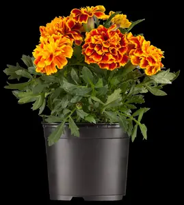 MARIGOLD FRENCH COLOURS 6 pack - image 2