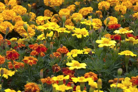 MARIGOLD FRENCH COLOURS 6 pack - image 4
