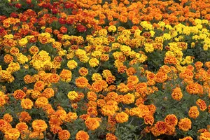 MARIGOLD FRENCH COLOURS 6 pack - image 5
