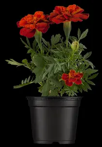 MARIGOLD FRENCH MIXED