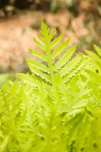 Matteuccia struthiopteris - 1.5 Ltr pot - image 2