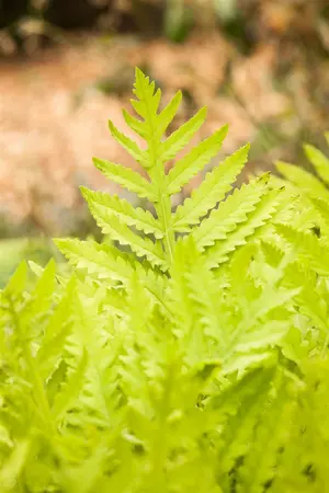 Matteuccia struthiopteris - 3 Ltr pot - image 2