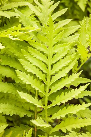 Matteuccia struthiopteris - 3 Ltr pot - image 3