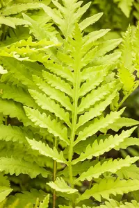 Matteuccia struthiopteris - 3 Ltr pot - image 3