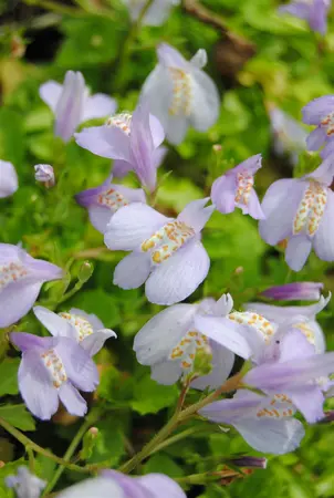 Mazus reptans - P9