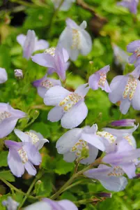 Mazus reptans