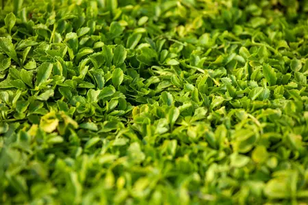 Mazus reptans 'Albus' - P9 - image 2