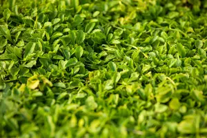 Mazus reptans 'Albus' - P9 - image 2