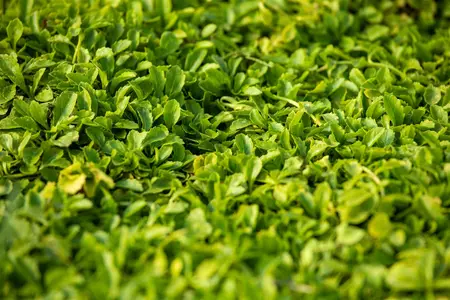 Mazus reptans 'Albus' - PLUG/CELGROWN 104 CEL TRAY - image 2