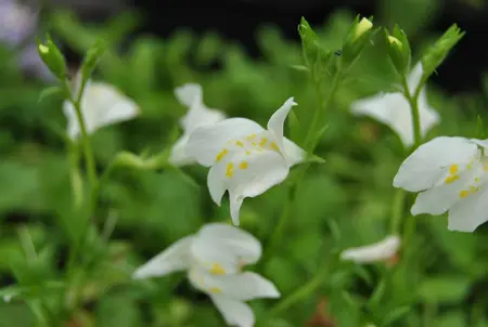 Mazus reptans 'Albus' - PLUG/CELGROWN 104 CEL TRAY - image 1