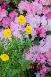 Meconopsis cambrica - P9 - image 3