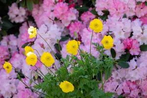 Meconopsis cambrica - P9 - image 2