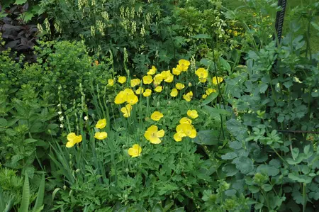 Meconopsis cambrica - P9 - image 1