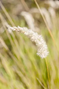 Melica ciliata - P9 - image 2