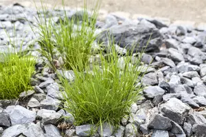 Melica ciliata - P13 - image 1