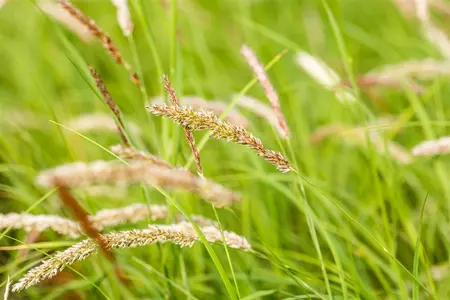 Melica ciliata - P9 - image 4