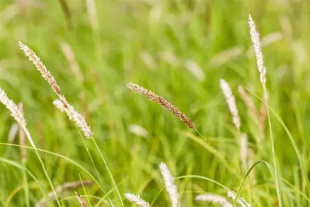 Melica ciliata - P9 - image 5