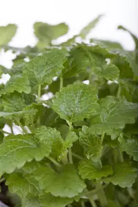 Melissa officinalis - P11 - image 4