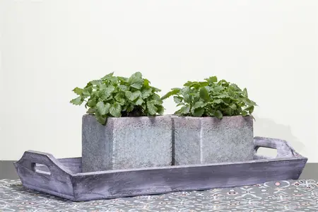 Melissa officinalis - P9 - image 2