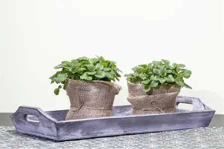 Melissa officinalis - P9 - image 3