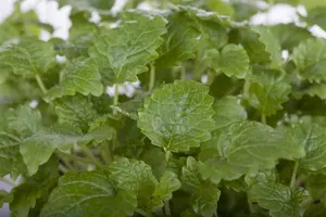 Melissa officinalis - P9 - image 4