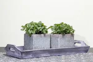 Melissa officinalis - P11 - image 5