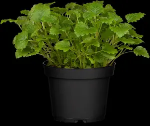 Melissa officinalis