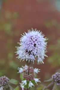 Mentha aquatica