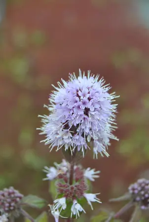 Mentha aquatica - 17 cm aquatic basket