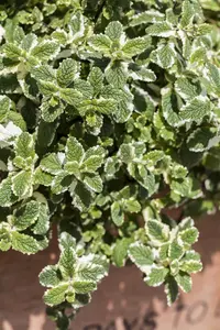 Mentha arvensis - P9 - image 2