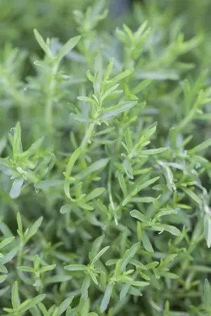 Mentha cervina - P9 - image 1