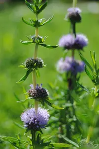 Mentha cervina - P9 - image 3