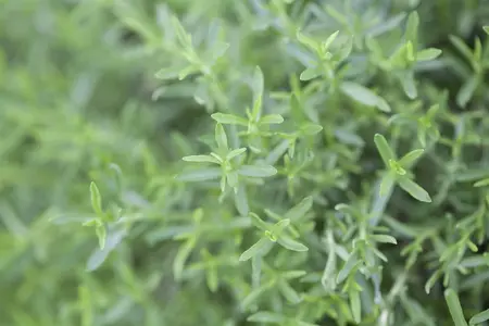 Mentha cervina - P9 - image 2