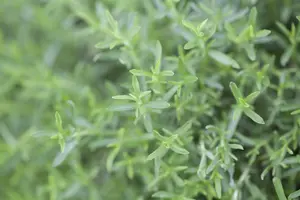 Mentha cervina - P9 - image 2
