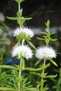 Mentha cervina 'Alba'