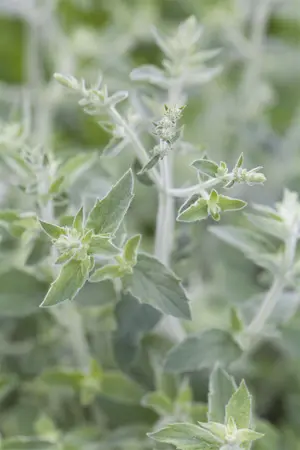 Mentha longifolia - P9 - image 1