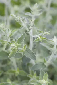 Mentha longifolia