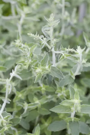 Mentha longifolia - P9 - image 2