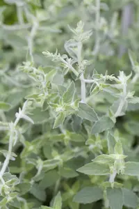 Mentha longifolia - P9 - image 2