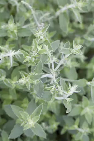 Mentha longifolia - P9 - image 3
