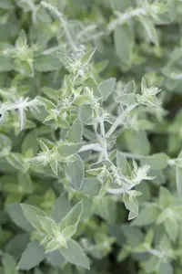 Mentha longifolia - P9 - image 3
