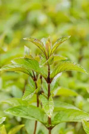 Mentha pip. 'Black Mitcham' - P11 - image 2