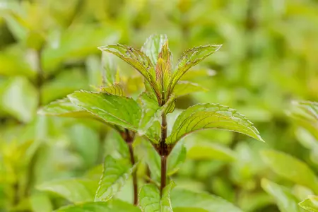 Mentha pip. 'Black Mitcham' - P11 - image 1