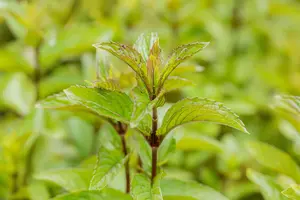 Mentha pip. 'Black Mitcham' - P11 - image 2